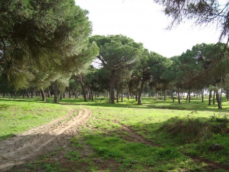 Floresta - Pinhal Manso